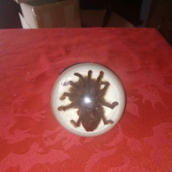 Vintage Tarantula In Half Dome Paperweight - Picture 1 of 2